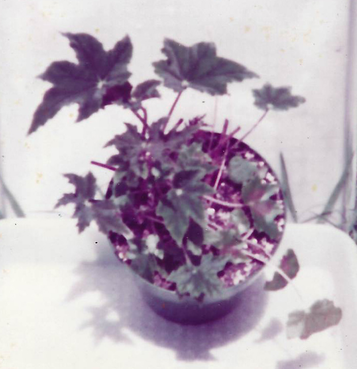 B. ‘Dr. Evers’